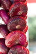 Red onions