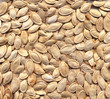 Seeds texture