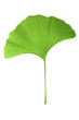 Photo: Ginkgo biloba Ginkgo biloba