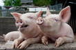 Laughing pigs Laughing pigs