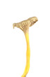 Funnel Chanterelle (Cantharellus tubaeformis) isolated Funnel Chanterelle (Cantharellus tubaeformis) isolated