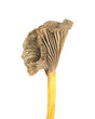 Funnel Chanterelle (Cantharellus tubaeformis) isolated Funnel Chanterelle (Cantharellus tubaeformis) isolated