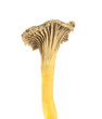 Funnel Chanterelle (Cantharellus tubaeformis) isolated Funnel Chanterelle (Cantharellus tubaeformis) isolated