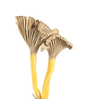 Funnel Chanterelle (Cantharellus tubaeformis) isolated Funnel Chanterelle (Cantharellus tubaeformis) isolated