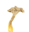 Funnel Chanterelle (Cantharellus tubaeformis) isolated Funnel Chanterelle (Cantharellus tubaeformis) isolated