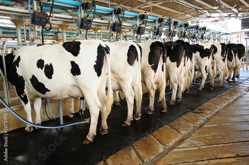 Photo: Cow automation farming agricultural Cow automation farming agricultural