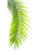 green palm leaf green palm leaf