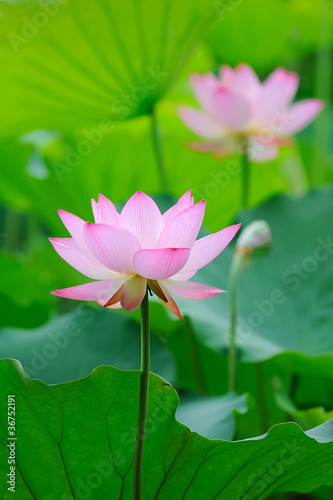 Photo: blooming lotus flower over dark background blooming lotus flower over dark background