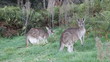 Two kangaroos