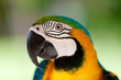 Foto: Big blue-yellow parrot Big blue-yellow parrot