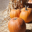 Row of Orange Pumpkins Row of Orange Pumpkins