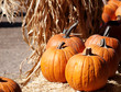 Orange Pumpkins sitting on straw Orange Pumpkins sitting on straw