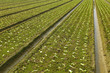 farm field