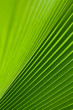 Green palm tree leaf as a background Green palm tree leaf as a background