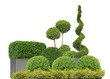 composition de buis taillés