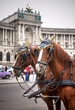 Traditional horse coach Fiaker in Vienna Austria