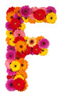 Letter F - flower alphabet isolated on white
