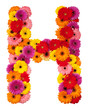 Letter H - flower alphabet isolated on white