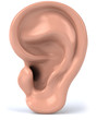 Oreille