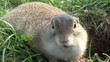 ground squirrel 12
