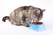 chat en train de manger