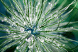 Space Flower