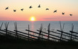 Bird Formation in Sunset