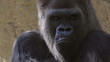 Video: Sad Gorilla Sad Gorilla