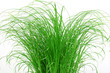Gras für Katzen