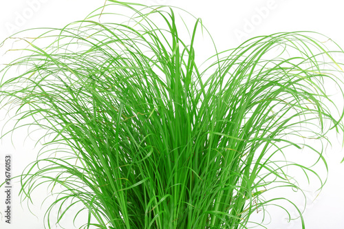 Photo: Gras für Katzen Gras für Katzen