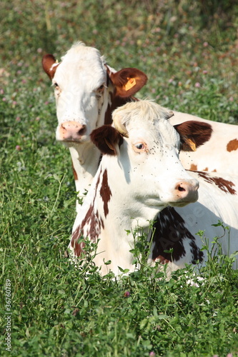 Photo: vache vache