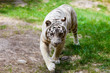 White Royal Bengal Tiger