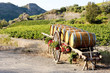 vineyard with barrels, Villeneuve-les-Corbieres, Languedoc-Rouss