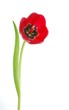 canvas print picture - red tulip