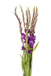 gladiolus on the white gladiolus on the white