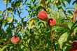 Pfirsichbaum