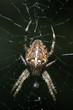 Foto: Gartenkreuzspinne Gartenkreuzspinne