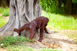 Manlike Orang-Utan