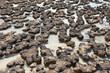 Stromatolites