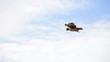 Red Tailed Hawk Red Tailed Hawk