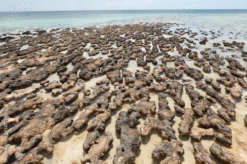 Photo: Stromatolites Stromatolites