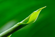 Green leaf close-up