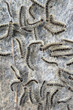 Nest mit Eichen-Prozessionsspinnern 3