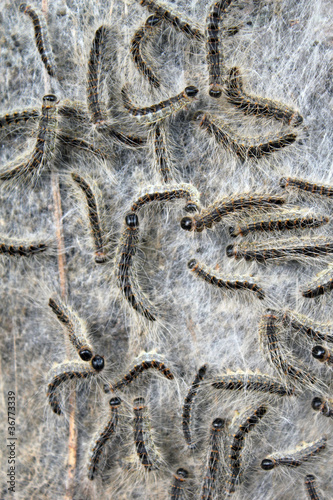 Photo: Nest mit Eichen-Prozessionsspinnern 3 Nest mit Eichen-Prozessionsspinnern 3