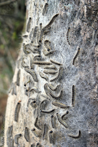Photo: Nest mit Eichen-Prozessionsspinnern 2 Nest mit Eichen-Prozessionsspinnern 2