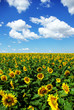 sunflower field