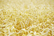 golden wheat