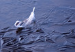 Feather on a Frozen Lake