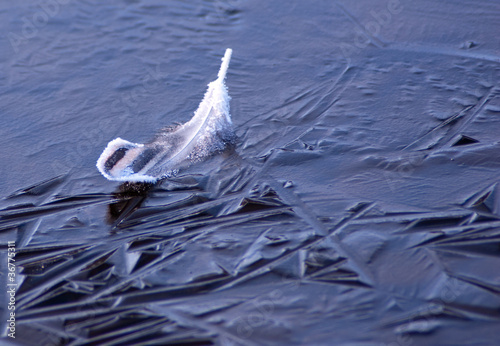 Photo: Feather on a Frozen Lake Feather on a Frozen Lake