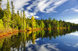 Forest reflecting in lake